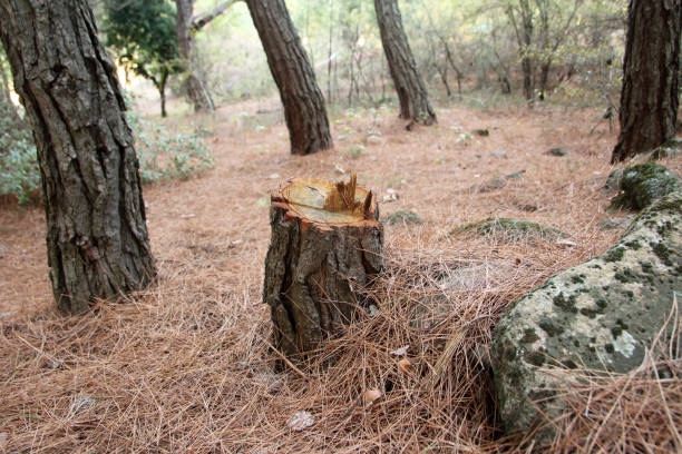 How Our Tree Care Process Works  in  Zanesville, OH