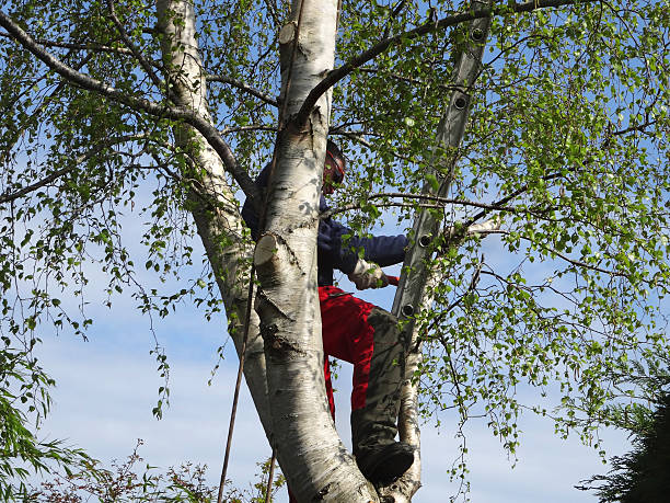 Trusted Zanesville, OH Tree Removal Services Experts